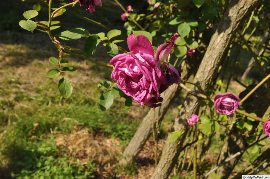 'Futtaker Schlingrose' rose photo