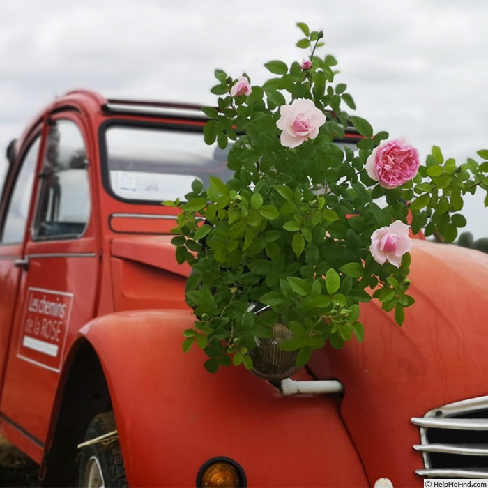'Passion Citroën ®' rose photo