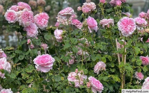 'Nicolas Briançon ®' rose photo