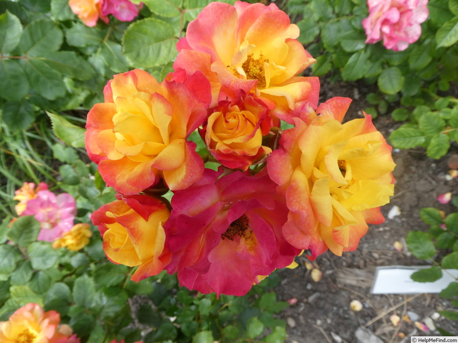'NIRpflyred' rose photo