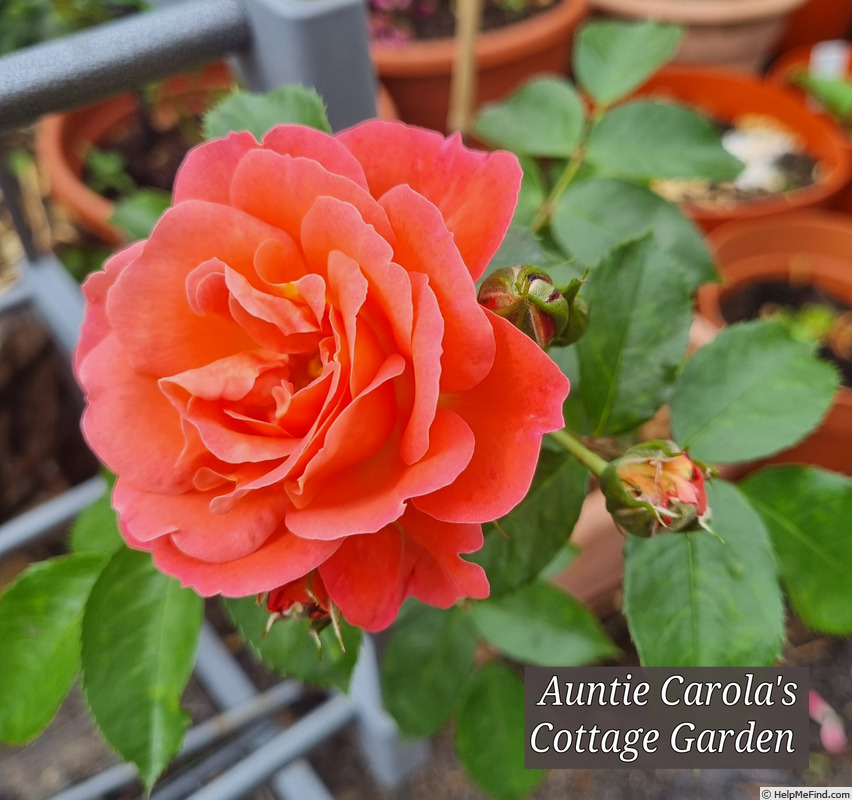 'Auntie Carola's Cottage Garden' rose photo
