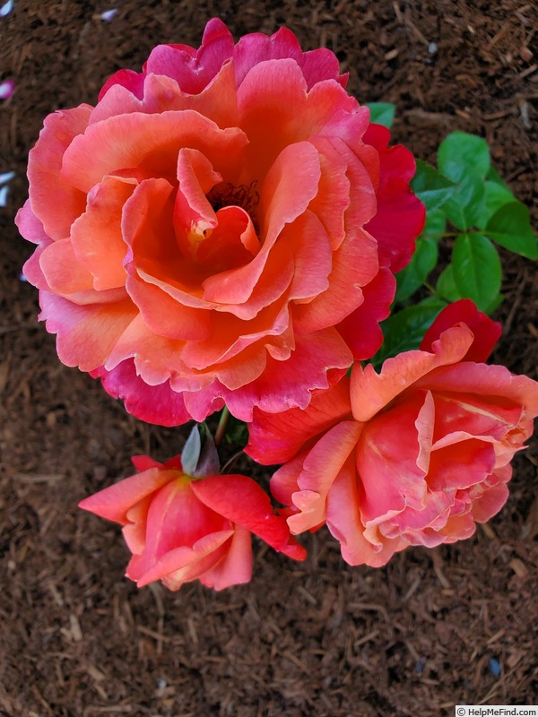 'Cathedral Splendour' rose photo