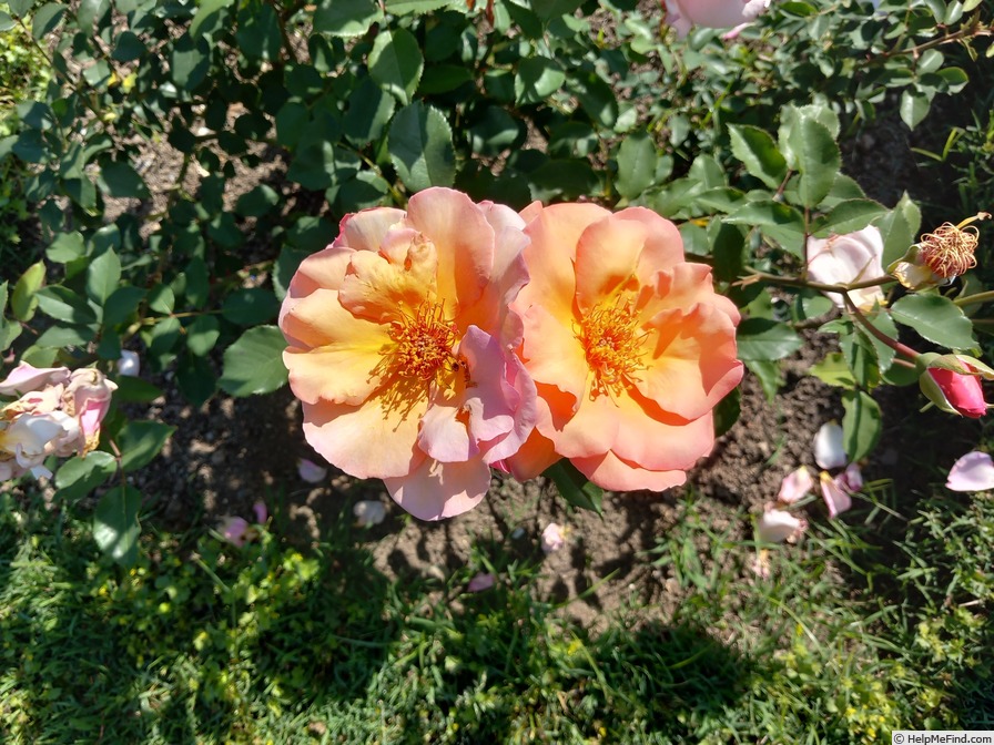 'Rose de Port Royal (shrub, Alberici, 2020)' rose photo