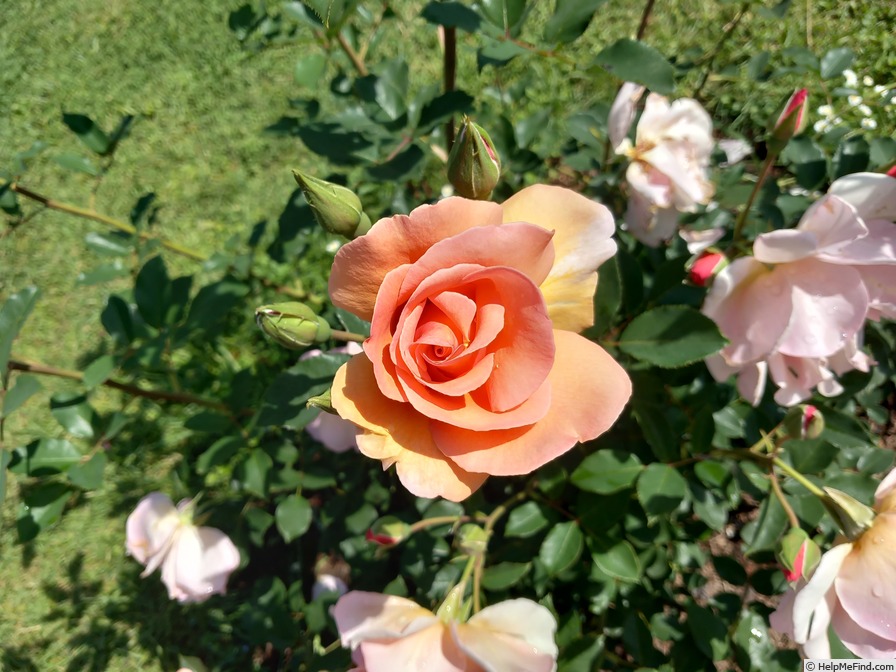 'Rose de Port Royal (shrub, Alberici, 2020)' rose photo