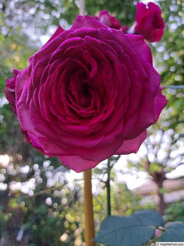 'Kazatchok ®' rose photo