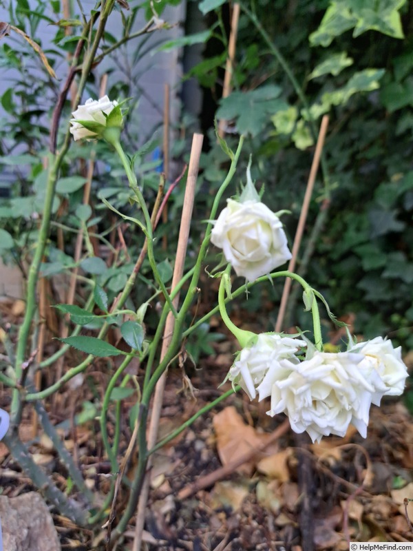 'Tiramisu Bio' rose photo