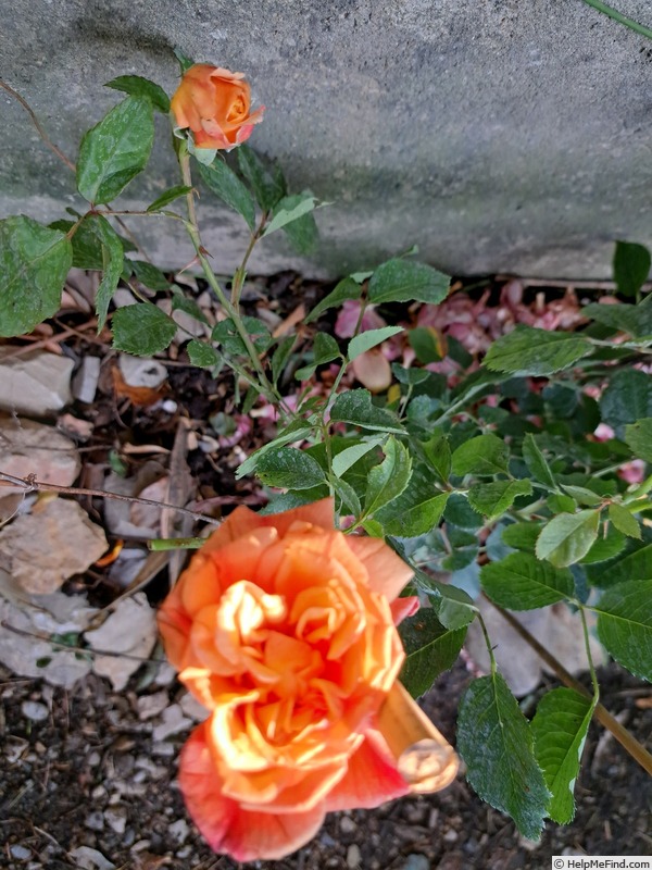 'KORwesrug' rose photo