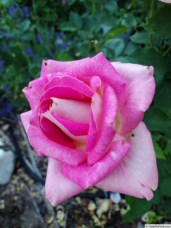 'Painted Porcelain™' rose photo