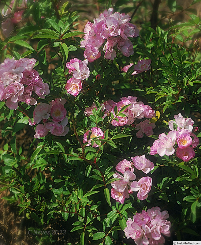 'Heavenly Pink ® (Hybrid Musk, Lens 1997)' rose photo