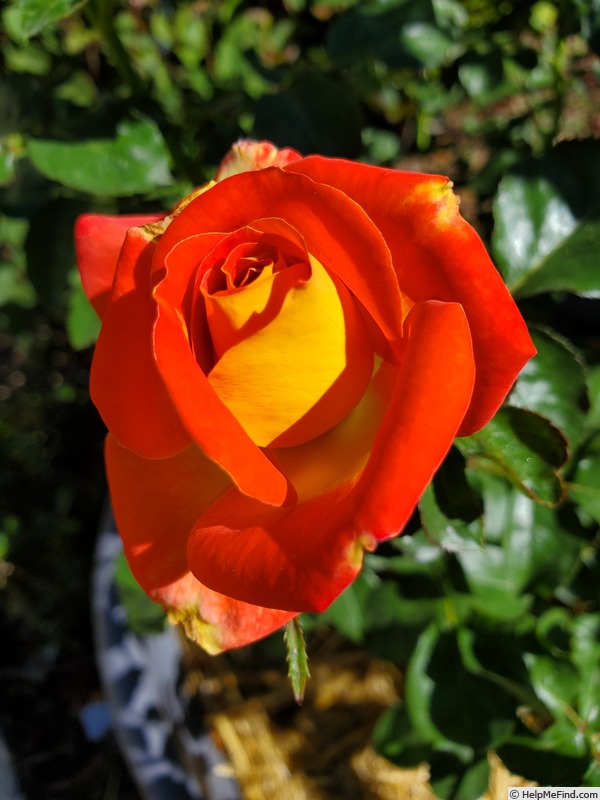 'Burst of Joy ™' rose photo