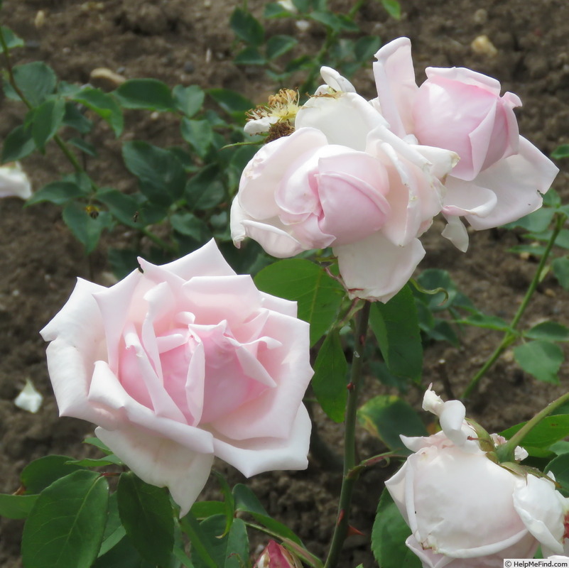 'Charles de Lapisse' rose photo