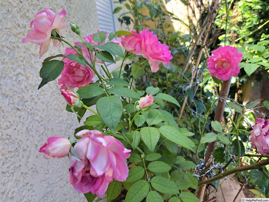 'Bornéo Odore ®' rose photo