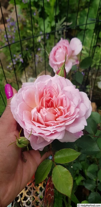'Miss Jane' rose photo