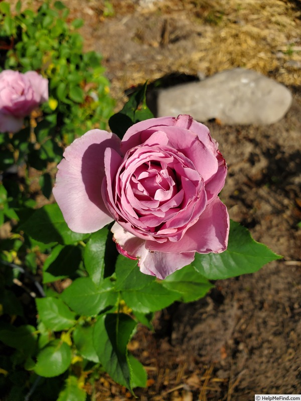'Blushing Lavender' rose photo