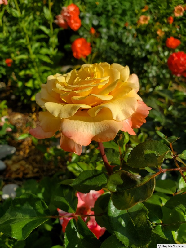 'Morning Glow (floribunda, Bedard before 2019)' rose photo