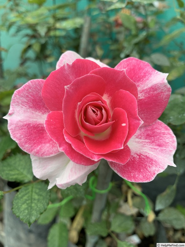 'BARBARA WOOD, HEART O’ROSES  ™' rose photo