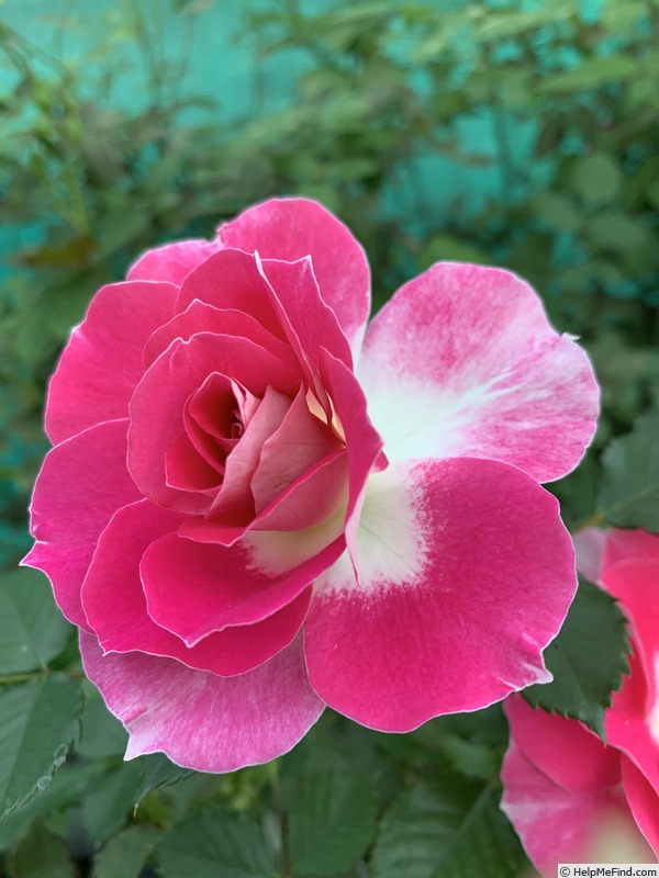 'BARBARA WOOD, HEART O’ROSES  ™' rose photo