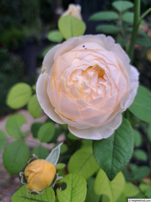 'Grace ® ™ (English Rose, Austin 2001)' rose photo