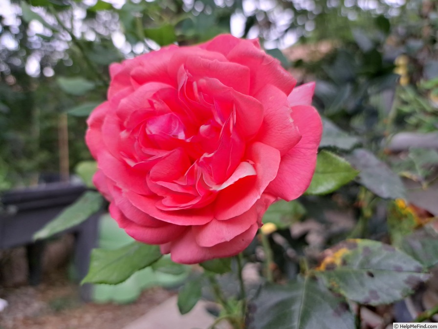 'Sir Lancelot (floribunda, Harkness, 2000)' rose photo