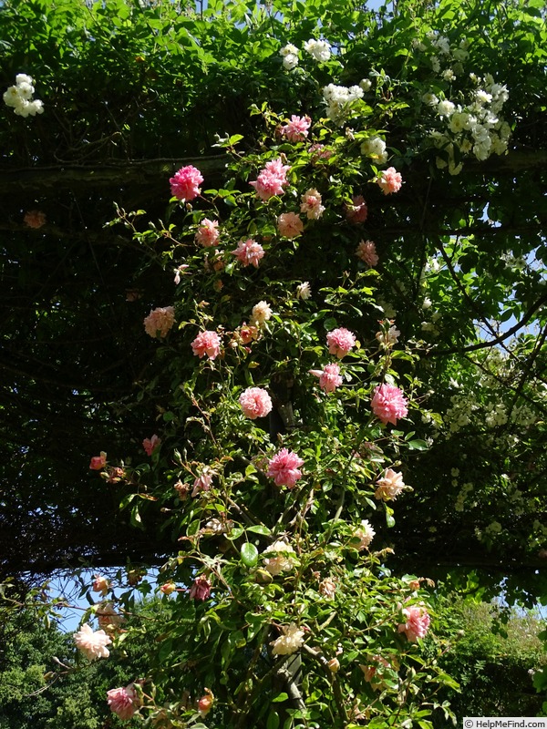 'Paul Transon (Rambler, Barbier, 1900)' rose photo