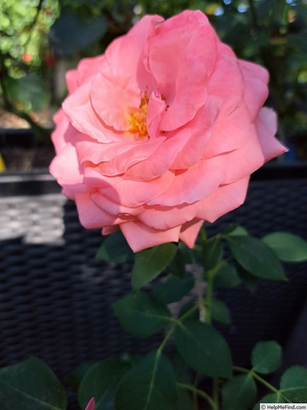 'Elaine Paige™' rose photo