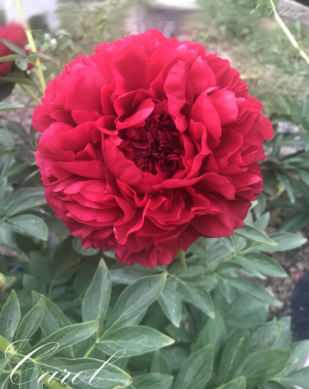 'Carol' peony photo