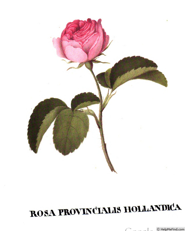 '<i>Rosa centifolia</i> var. <i>hollandica</i>' rose photo