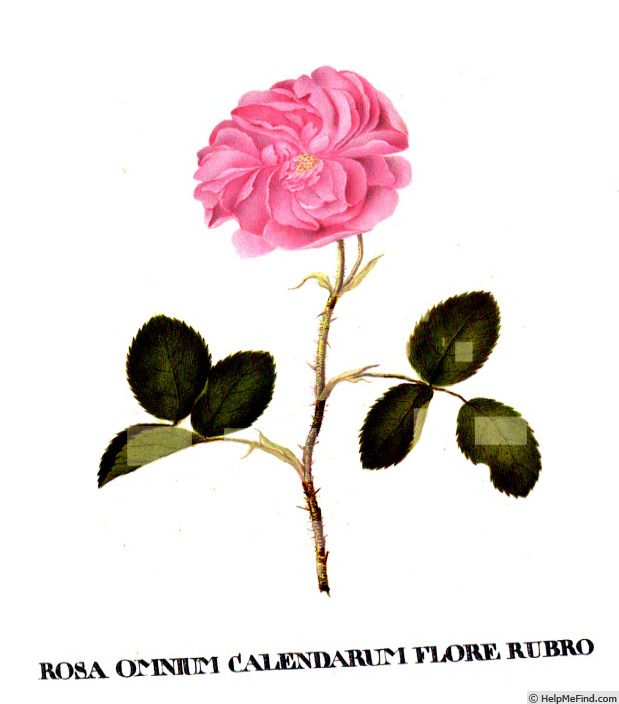 '<i>Rosa omnium calendarum flore pleno carneo</i>' rose photo