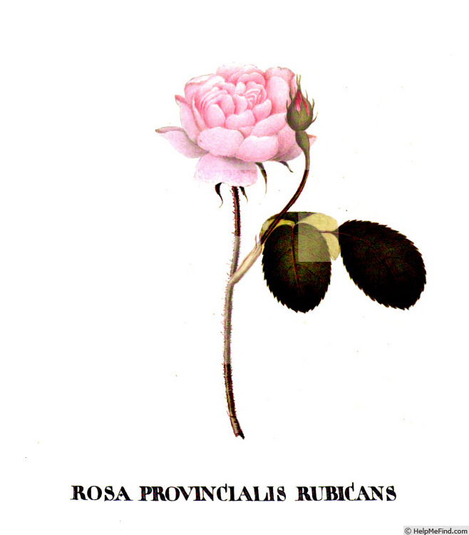 '<i>Rosa centifolia rubicans</i>' rose photo