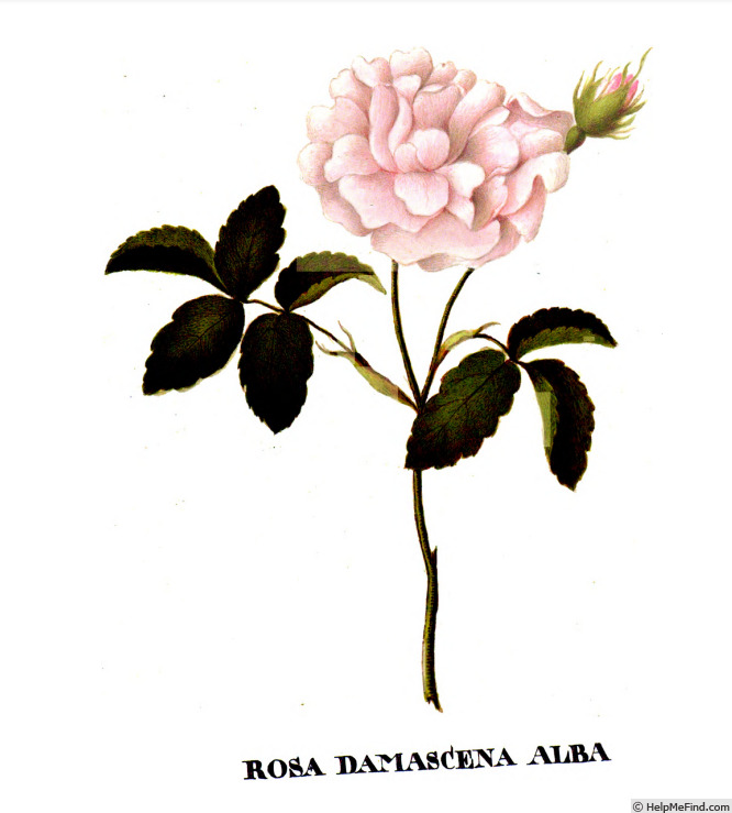 '<i>Rosa damascena alba</i>' rose photo