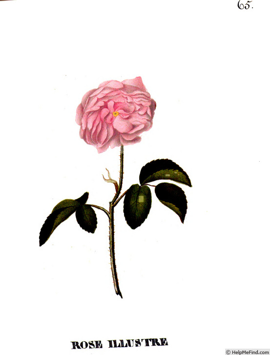 'Illustre' rose photo