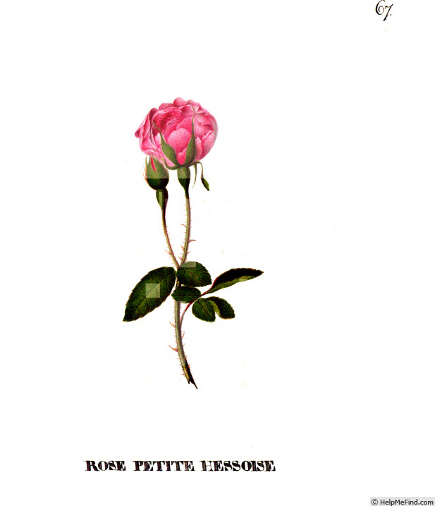 'Petite Hessoise' rose photo