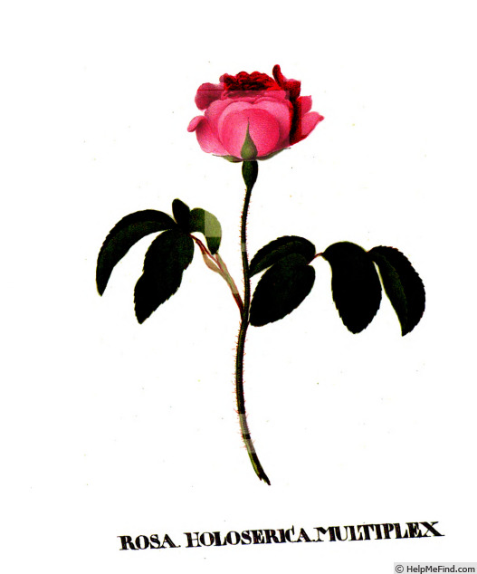 'Holosericea multiplex' rose photo
