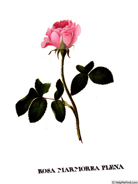 'Marmorea plena (gallica, unknown, pre 1658)' rose photo