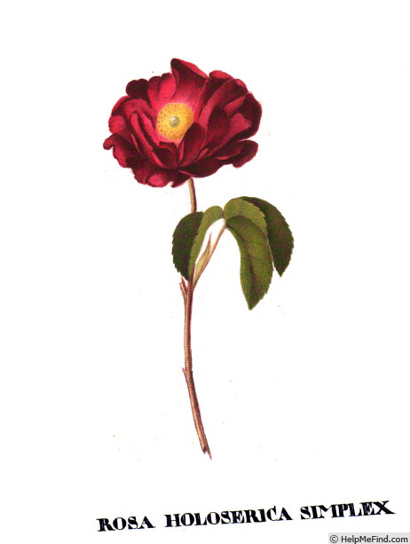 '<i>Rosa holoserica simplex</i>' rose photo