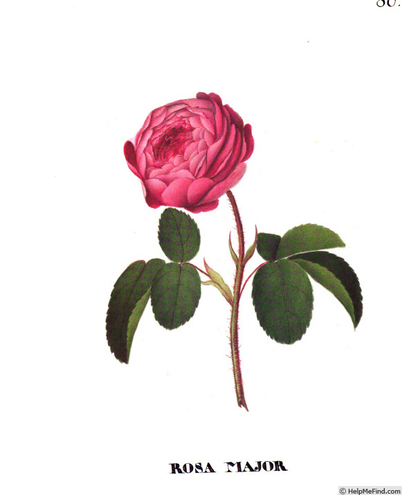 'Centifolia Major' rose photo