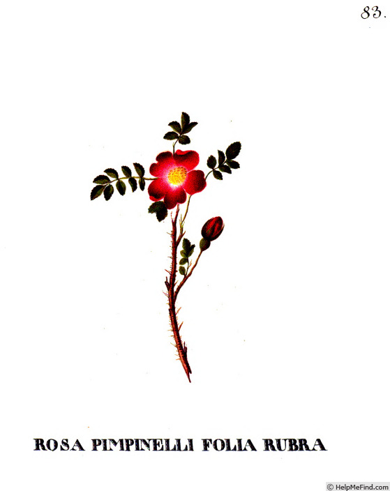 'Single Red (spinosissima)' rose photo