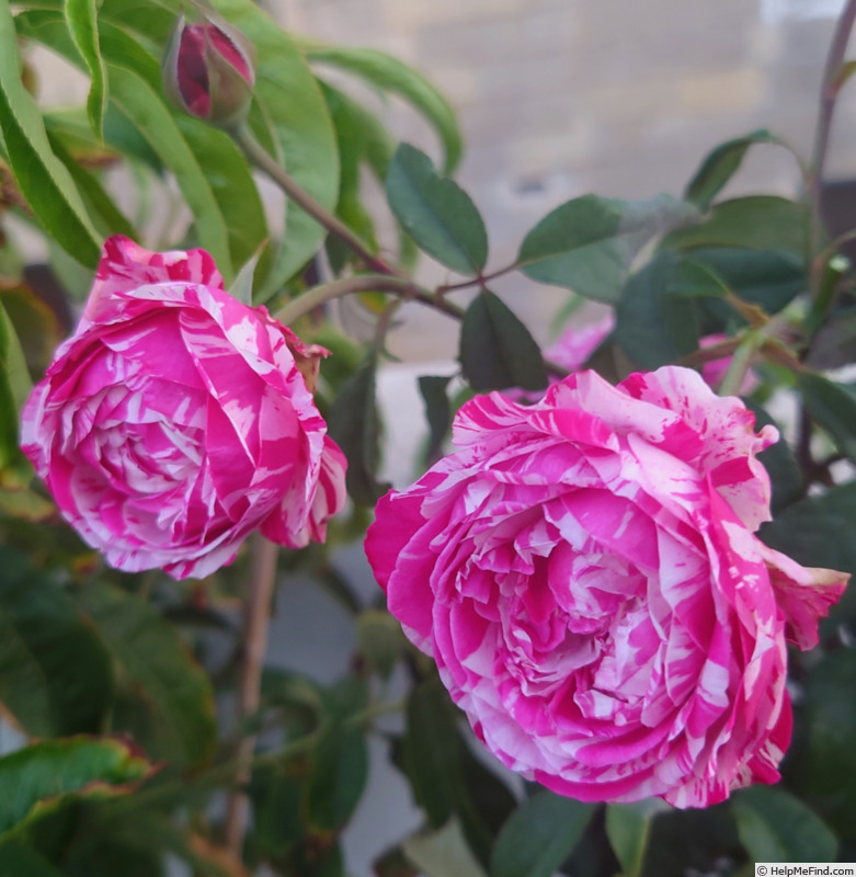 'Emilia Castelli ®' rose photo