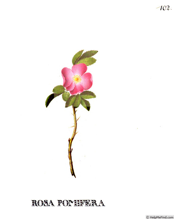 '<i>Rosa pomifera</i> Herrm. synonym' rose photo