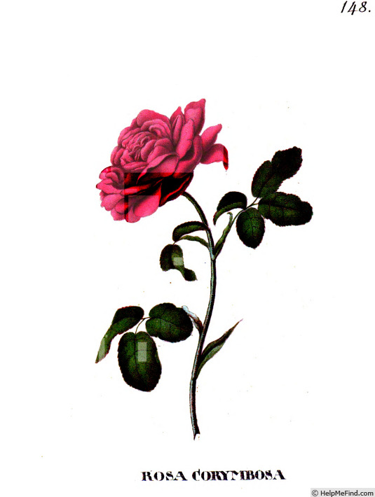 'Damascena corymbosa' rose photo