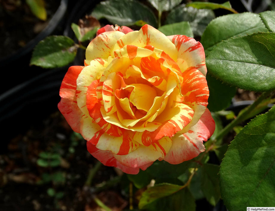 'Jerry Mathers' rose photo