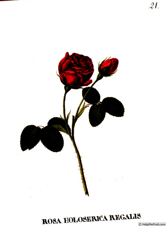 'Holoserica regalis' rose photo