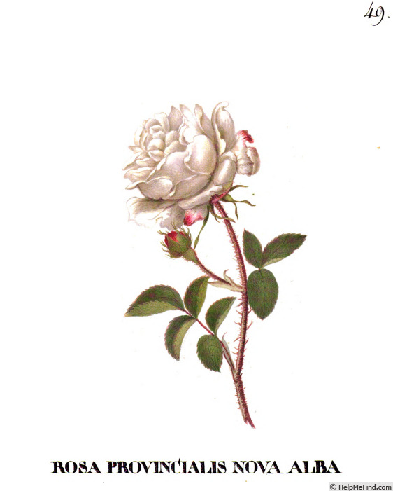 'Unique Provence' rose photo