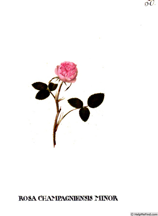 'Dijon Pompon' rose photo