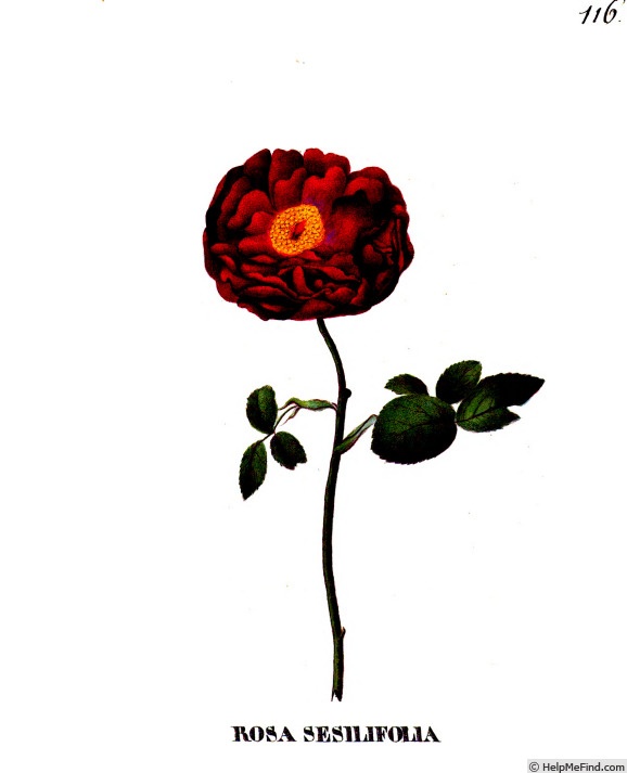 'Sessilifolia' rose photo