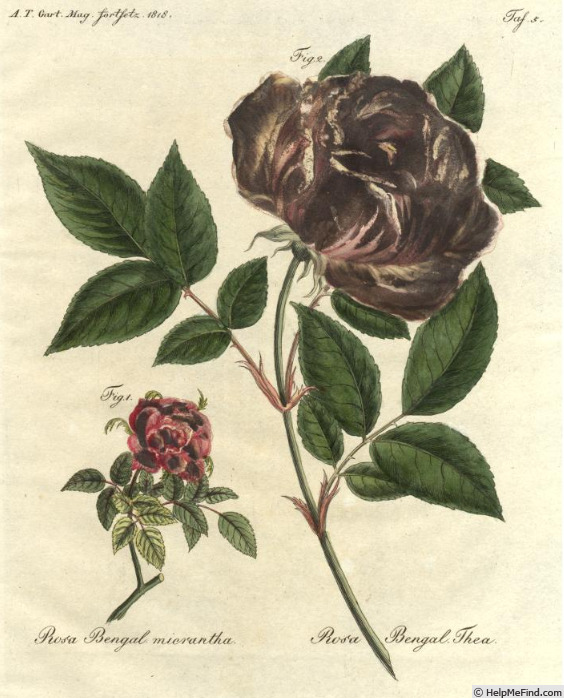 '<I> Rosa X odorata</I> (hort ex. Andrews) Sweet' rose photo