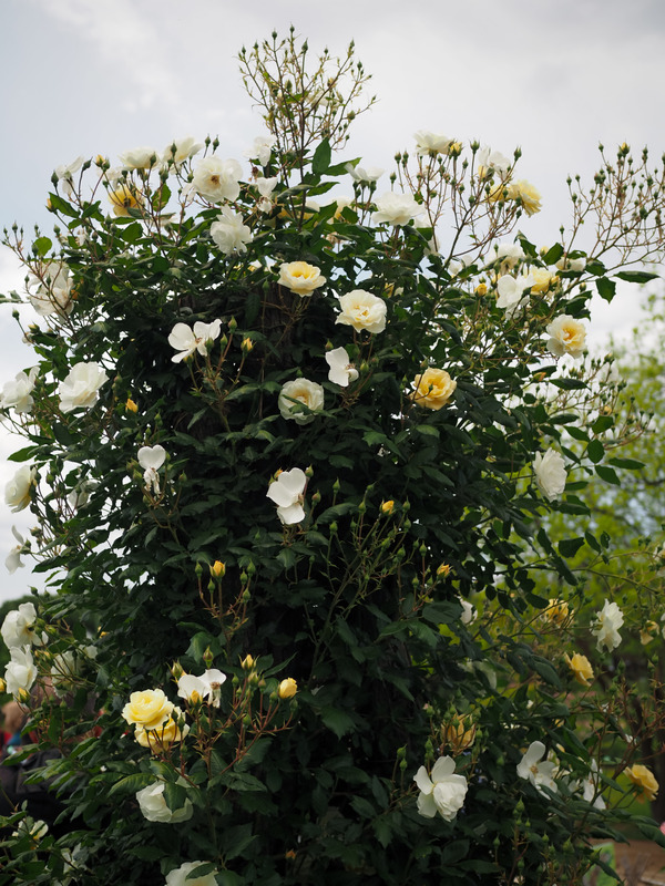 'Princesse Philomena ® Eveherlaine' rose photo