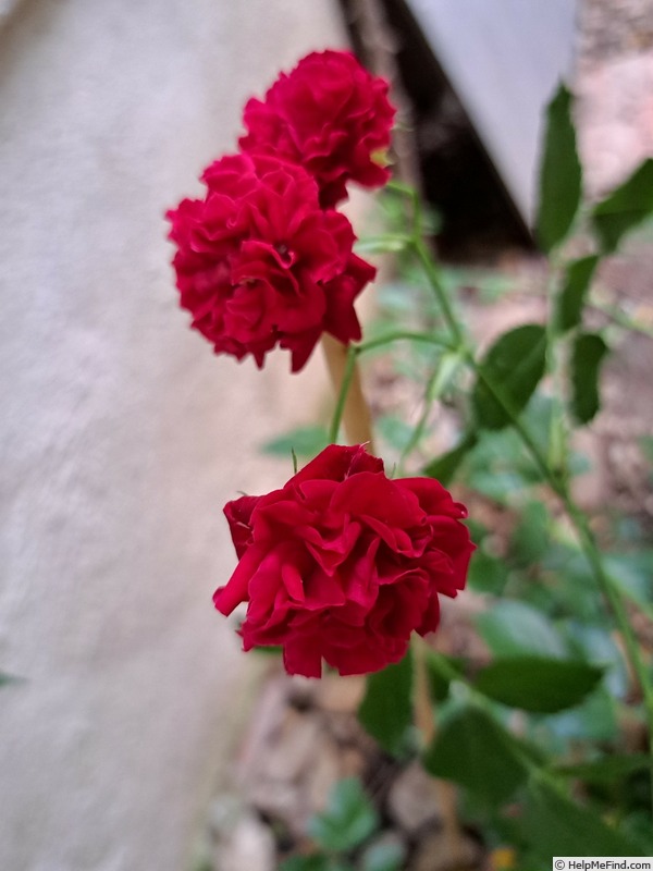 'Crimson Siluetta ®' rose photo