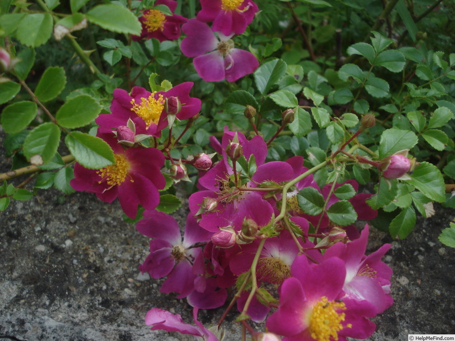 'Ckollo' rose photo