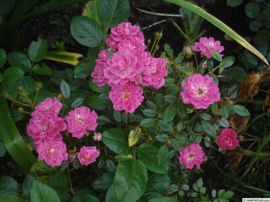'Imola' rose photo